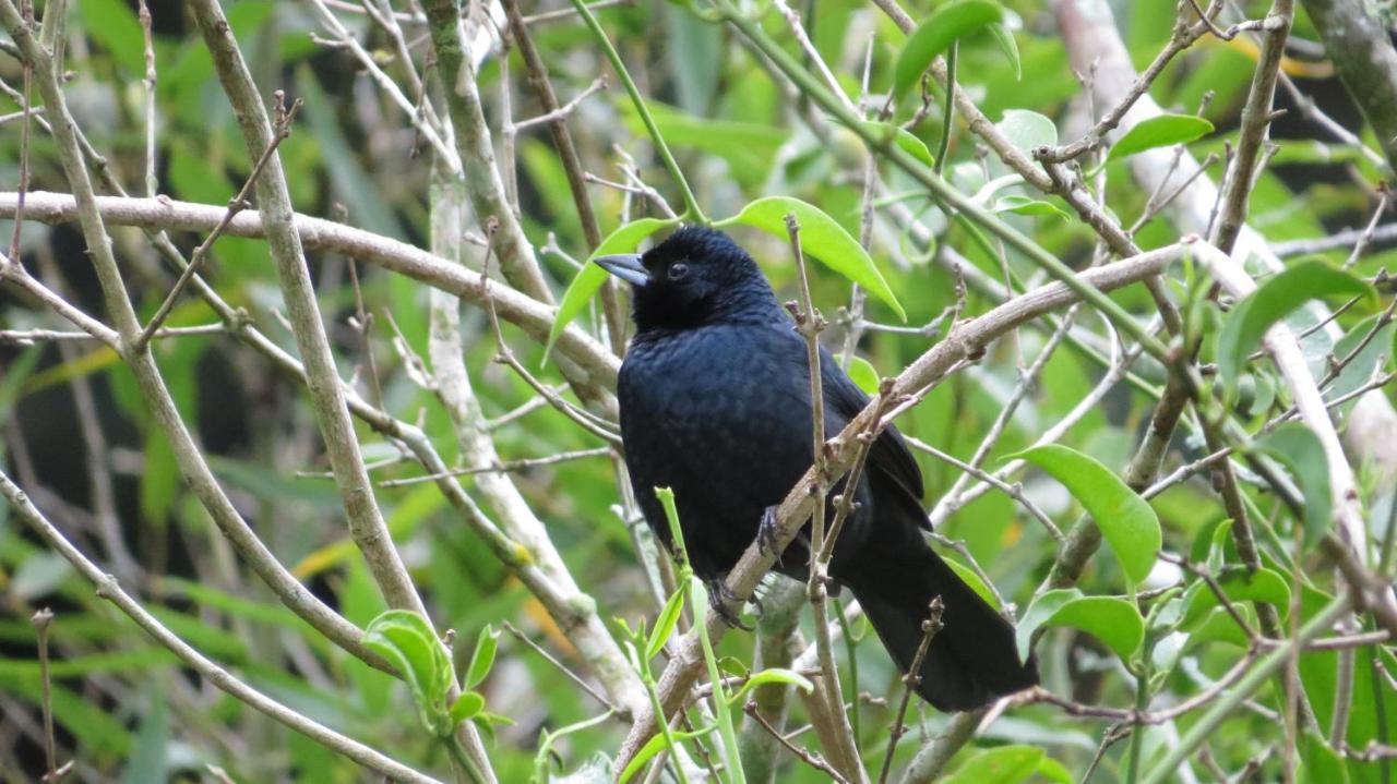 Villa Violeta Petrópolis Eksteriør billede