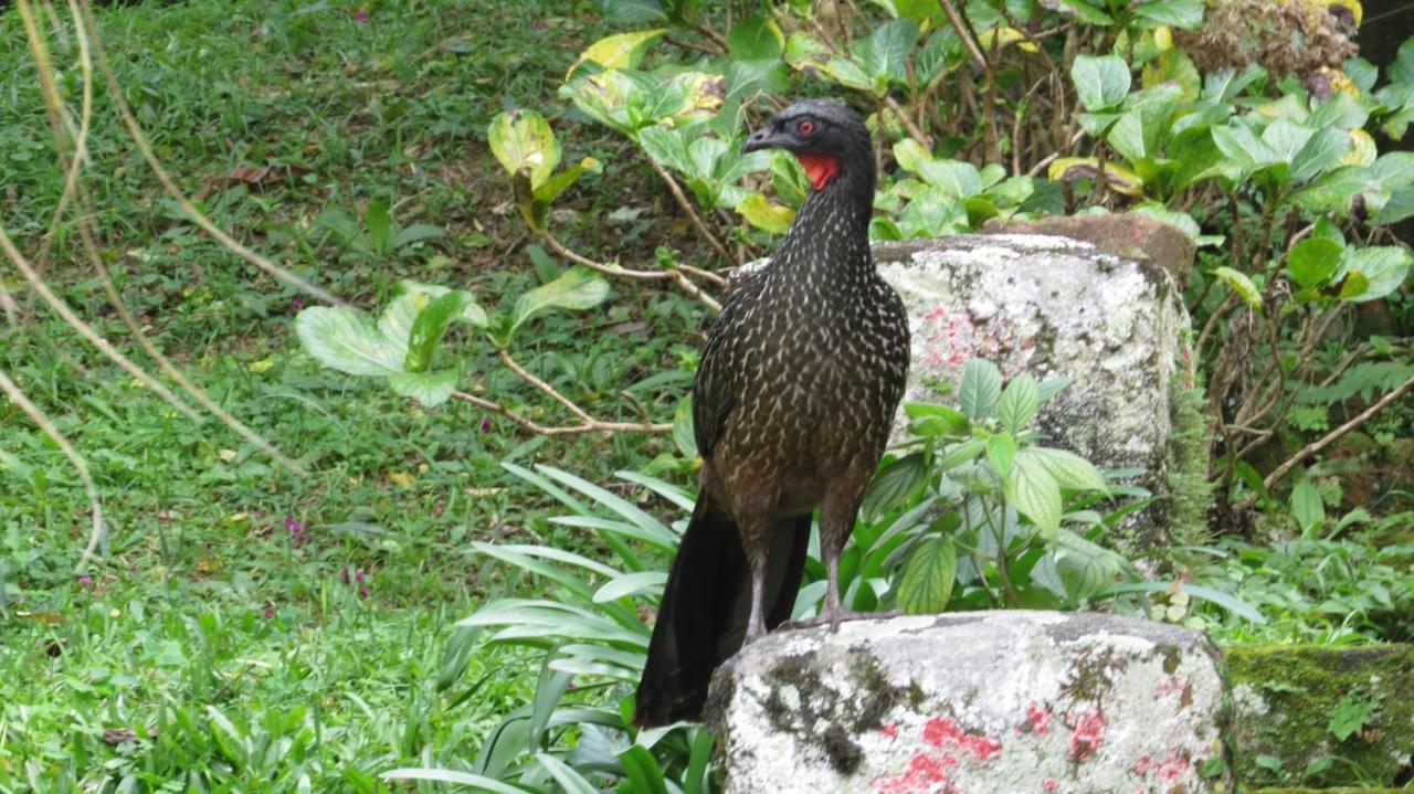 Villa Violeta Petrópolis Eksteriør billede