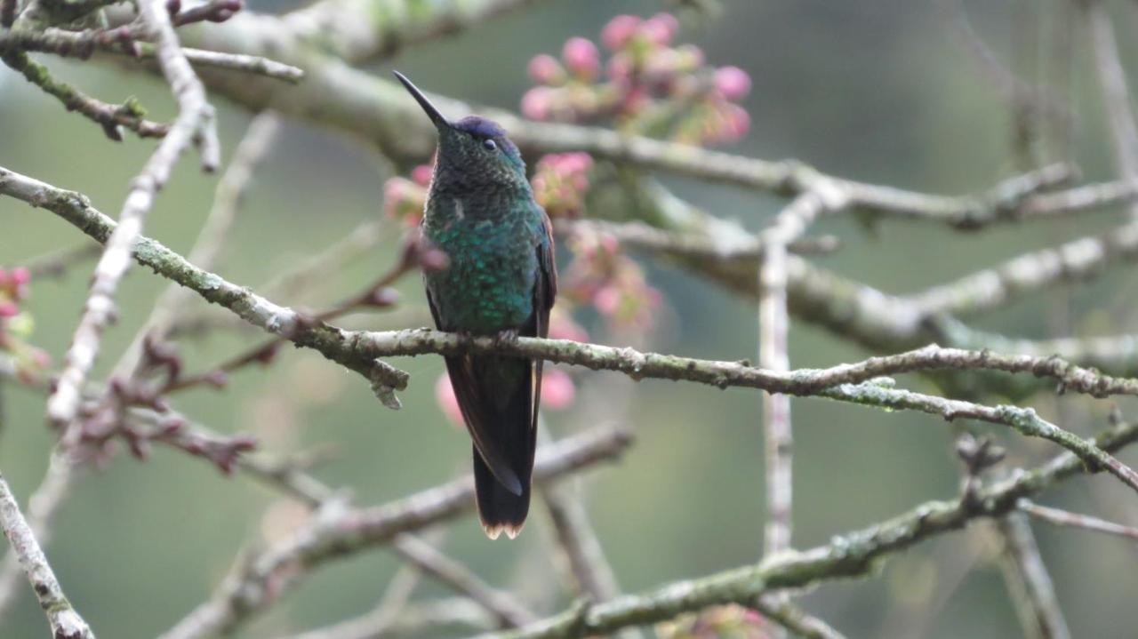 Villa Violeta Petrópolis Eksteriør billede