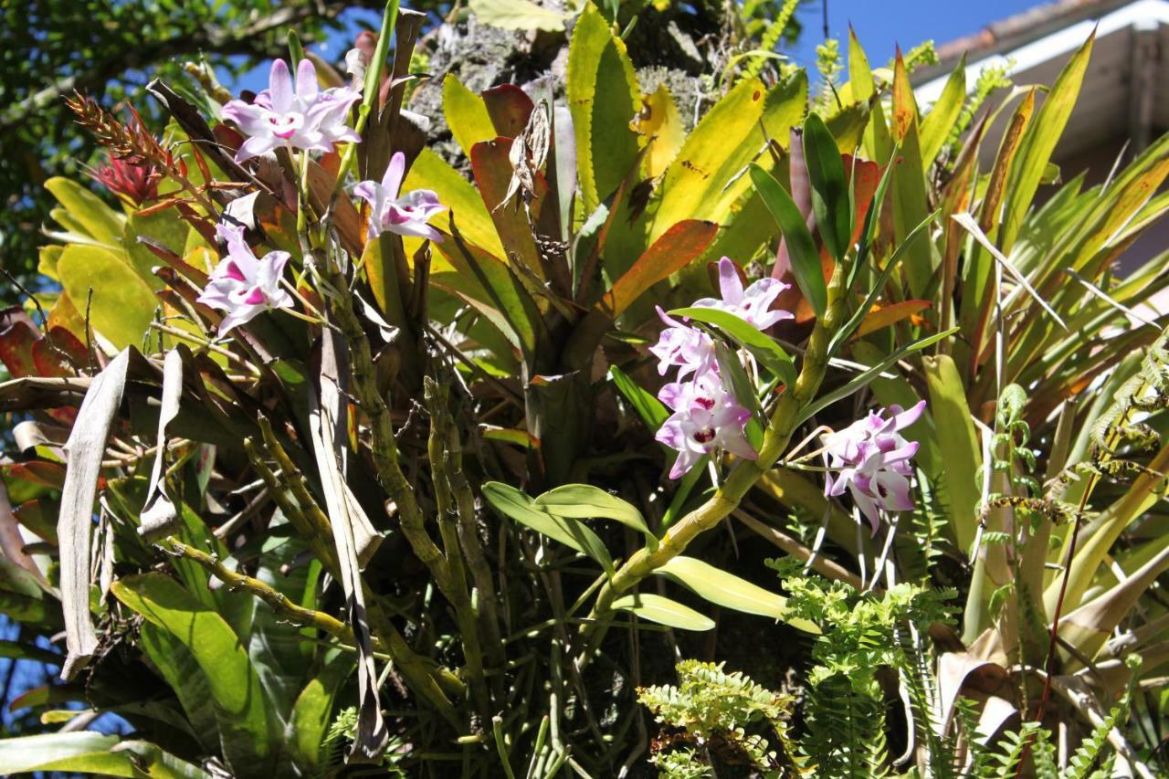 Villa Violeta Petrópolis Eksteriør billede